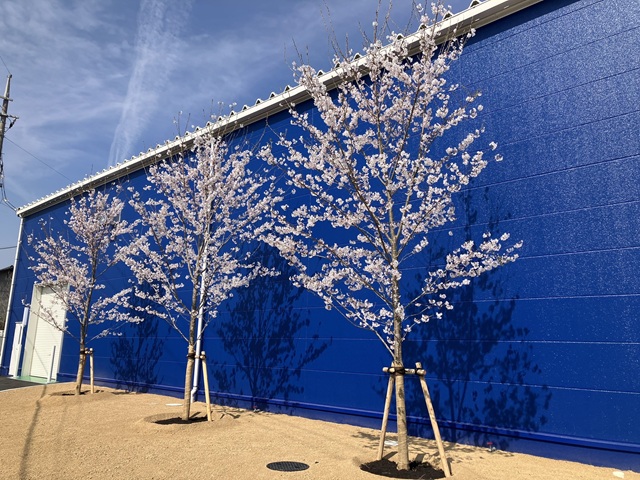20260324新6工場　桜