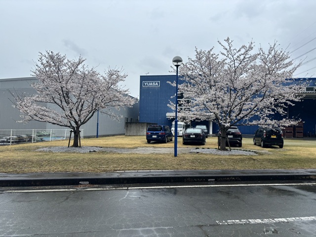 20260325新城工場　桜